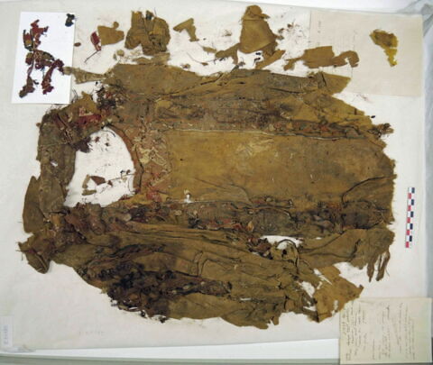 tunique  ; clavus, image 2/2