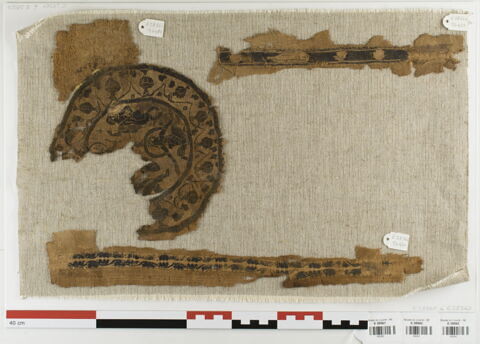 orbiculus ; clavus ; fragments