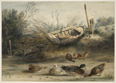 Barque et canards