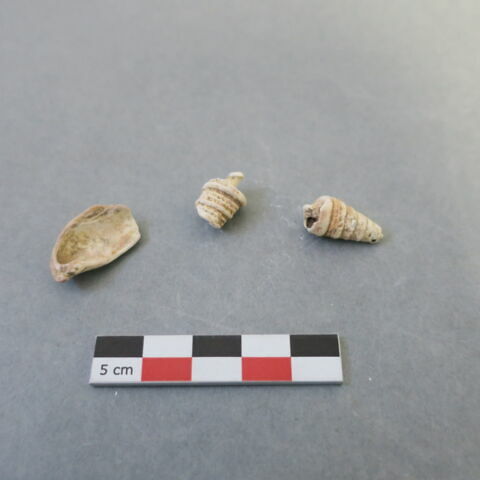 reste animal, coquillage