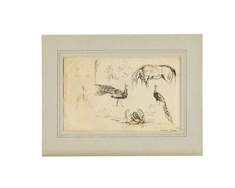 Etude de deux paons, d’un cygne et d’un cheval, image 2/3