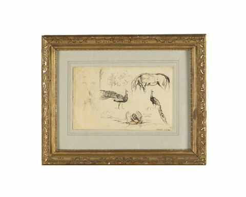Etude de deux paons, d’un cygne et d’un cheval, image 3/3