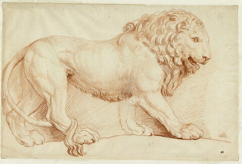 Lion Barberini, image 1/2