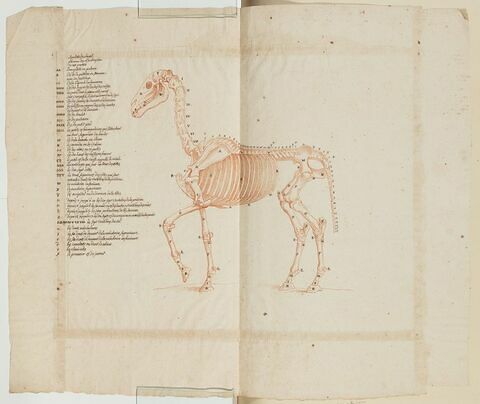 Squelette d'un cheval debout, tourné vers la gauche, image 1/2