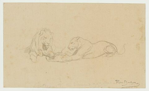 Lion et lionne, image 1/1