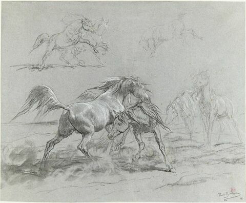 Des chevaux se battant, image 1/2