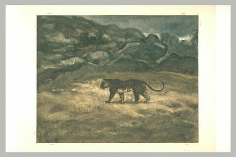 Tigre royal vu de profil vers la gauche dans un paysage rocheux, image 1/1