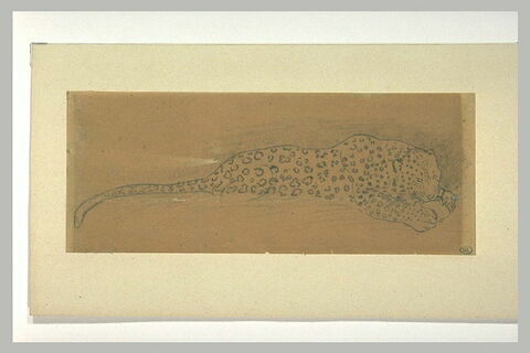 Un jaguar allongé mangeant, image 1/1