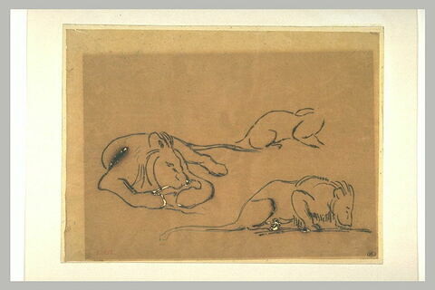 Trois études : lion couché, lion buvant, corps de lion, image 1/1