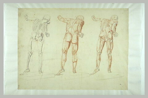 Trois études d'anatomie et de myologie, d'après le Gladiateur Borghèse...
