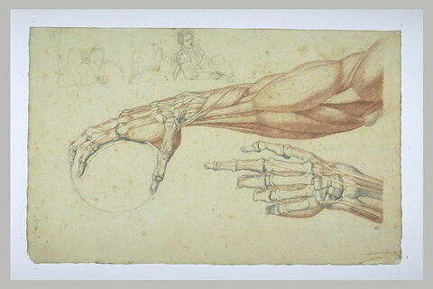 Etude de myologie d'un avant-bras, étude d'ostéologie d'une main...