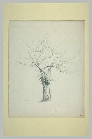 L'arbre nu, image 1/1