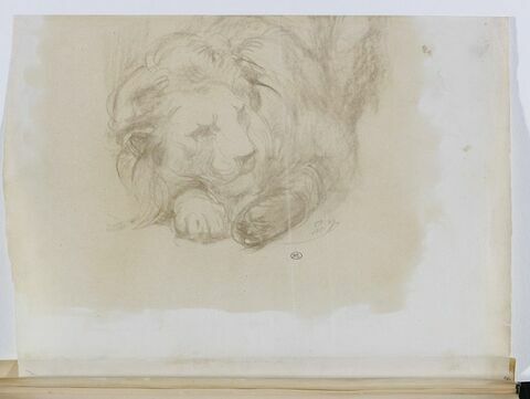 Lion accroupi, image 1/1