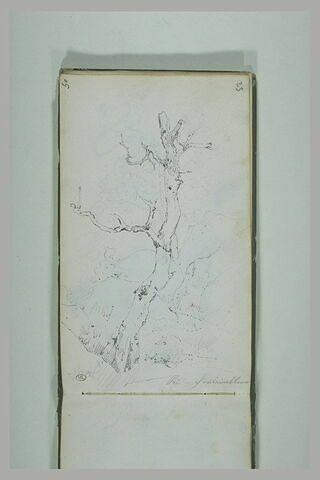 Etude d'arbre, près de Fontainebleau, image 2/2
