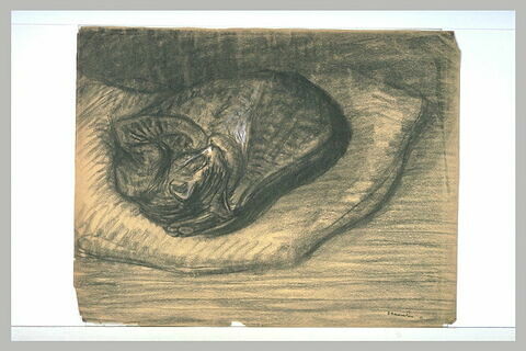 Chat endormi sur un coussin, image 1/1