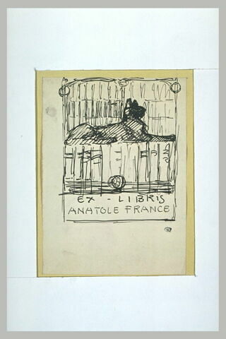 Un chat, hiératique, sur une étagère de bibliothèque, image 1/1