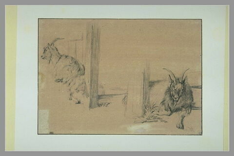Deux chèvres et un mouton couchés près d'une clôture, image 1/1