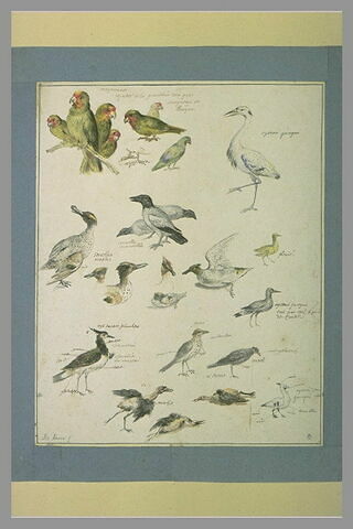 Etudes d'oiseaux, image 1/1