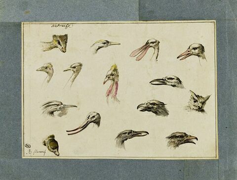 Etude de quinze têtes d'oiseaux divers