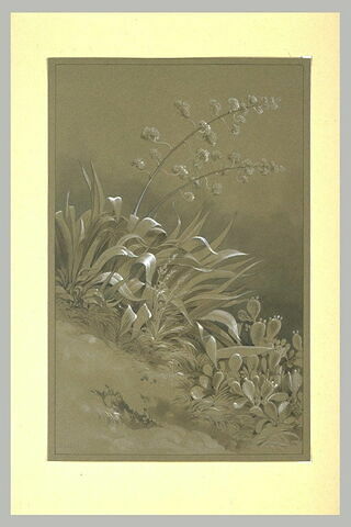 Agave en fleurs et cactus sauvage, image 2/2