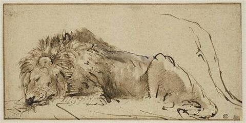 Lion couché et dormant, image 1/2