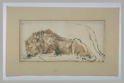 Lion couché et dormant, image 2/2