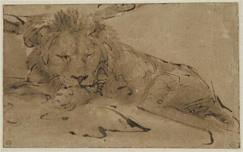 Lion couché, la tête de face, endormi, image 1/2