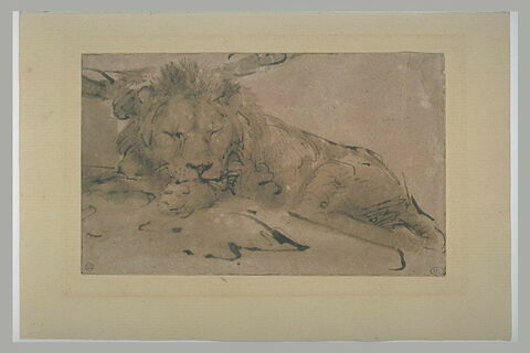 Lion couché, la tête de face, endormi, image 2/2