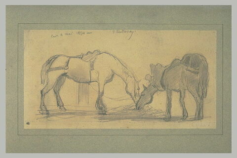 Deux chevaux, de profil, mangeant, image 1/1
