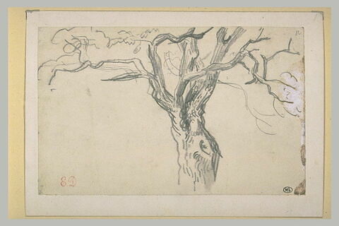 Etude de branches d'arbre, image 2/2