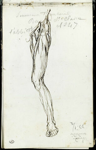 Ecorché de jambe gauche ; notes manuscrites, image 1/3