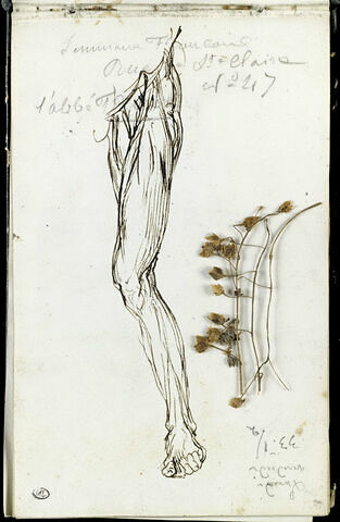 Ecorché de jambe gauche ; notes manuscrites, image 2/3