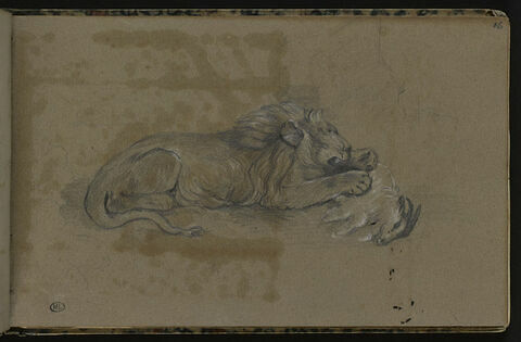 Lion mangeant une chèvre, image 1/1