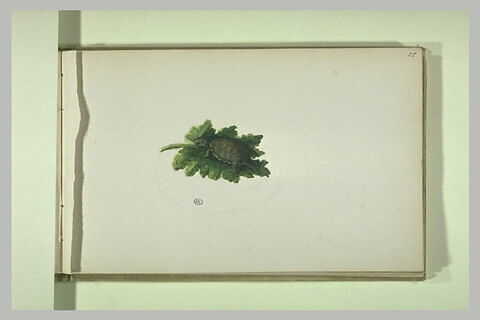Petite tortue sur une feuille, image 2/2