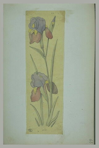 Ornement végétal : Iris, image 2/2