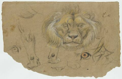 Tête de lion, vue de face, et étude des yeux et de pattes