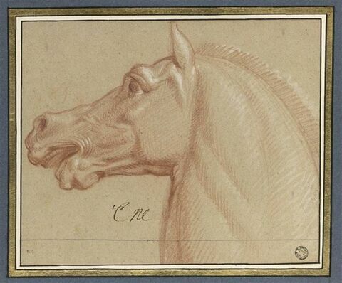Tête de cheval, vue de profil, tournée à gauche, image 1/3