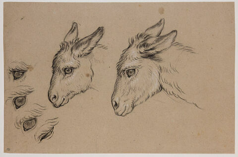 Deux têtes d'âne et quatre études d'oeil d'âne, image 1/3