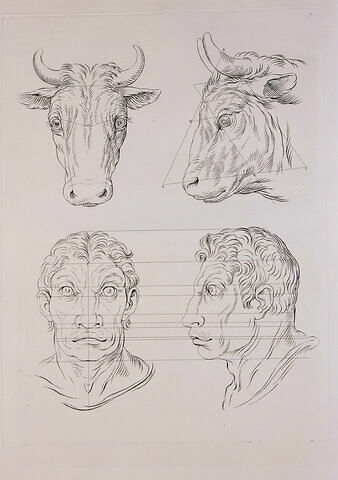 Deux têtes de boeufs et deux têtes d'hommes en relation avec le boeuf., image 1/2