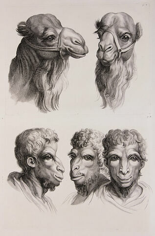 Deux têtes de chameaux et trois têtes d'hommes en relation avec le chameau.