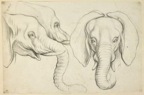 Trois têtes d'éléphant