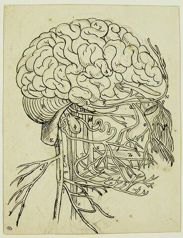 Cerveau, cervelet et nerfs crâniens de l'homme vus de côté, image 1/2