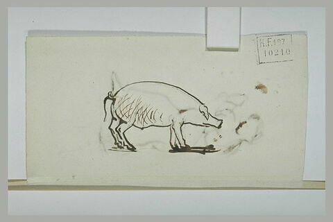 Etude d'un porc, image 1/1