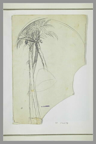 Etudes de palmiers et de parasol