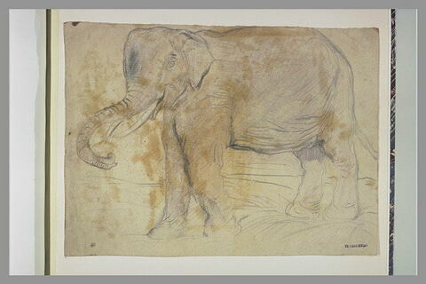 Eléphant, profil à gauche, image 1/1
