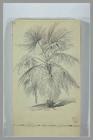 Etude de palmier, image 1/1