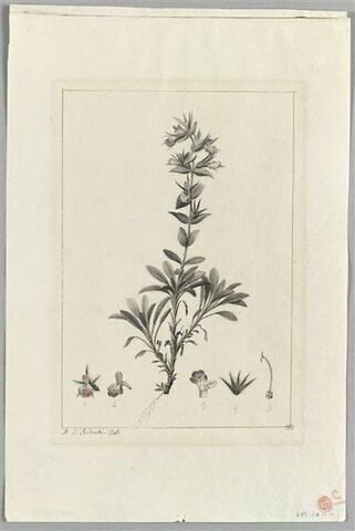 Une plante du jardin de La Malmaison : Stachys ixodes (Labiées), image 2/2