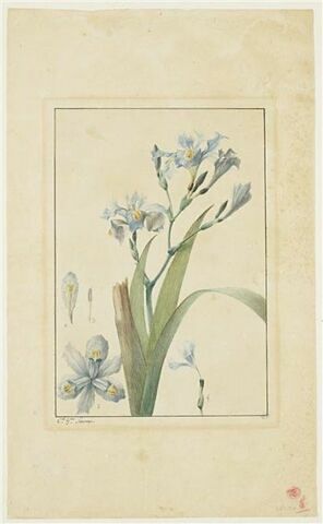 Une plante du jardin de La Malmaison : Iris