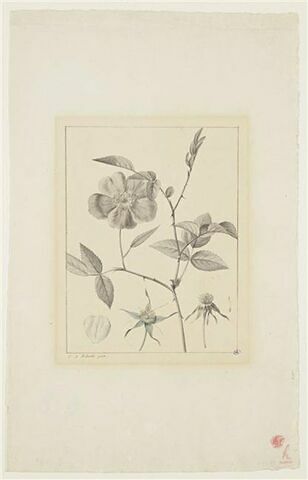 Une plante du jardin de La Malmaison : Rosa chinensis