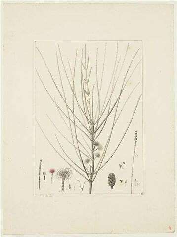 Une plante du jardin de Cels : Casuarina distyla (Casuarinacées), image 1/2